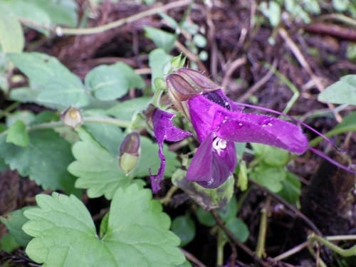 Salvia glabrescens — photo