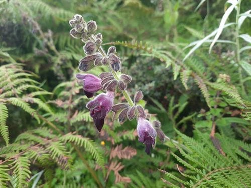 Salvia glabrescens — photo
