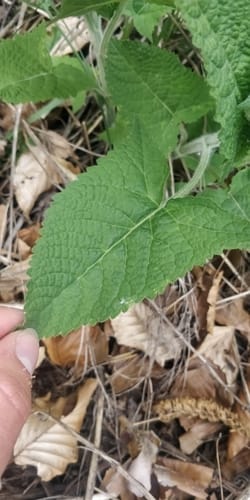 Salvia glutinosa (Hardy sage) — photo