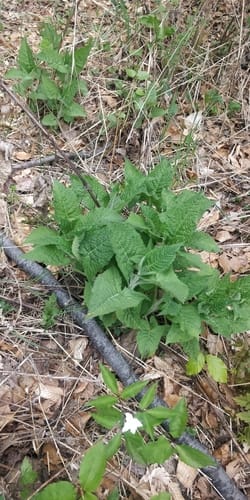 Salvia glutinosa (Hardy sage) — photo