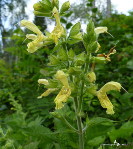 Salvia glutinosa