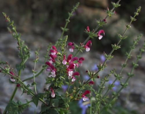 Salvia hierosolymitana (Jerusalem sage) — photo