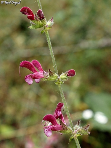 Salvia hierosolymitana