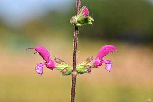 Salvia hierosolymitana (Jerusalem sage) — photo