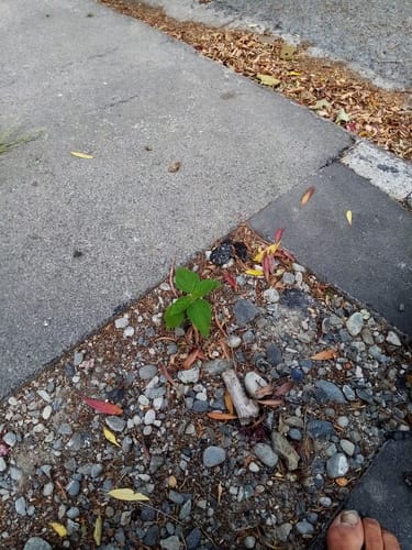 Salvia hispanica (Chia) — photo