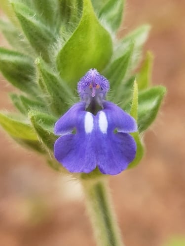 Salvia hispanica