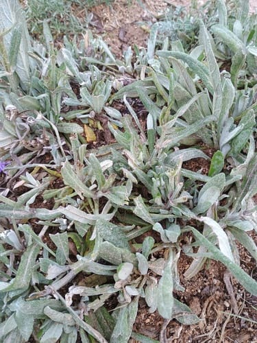 Salvia hypargeia — photo