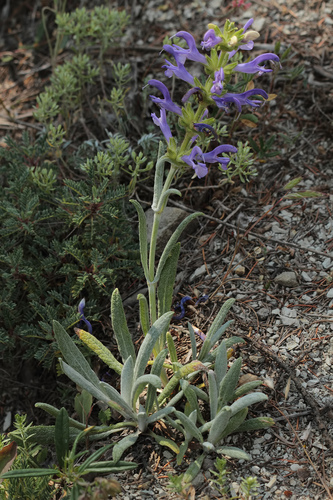 Salvia hypargeia