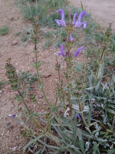 Salvia hypargeia — photo