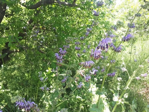 Salvia indica — photo