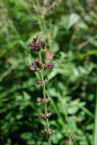 Salvia japonica (Japanese sage) — photo