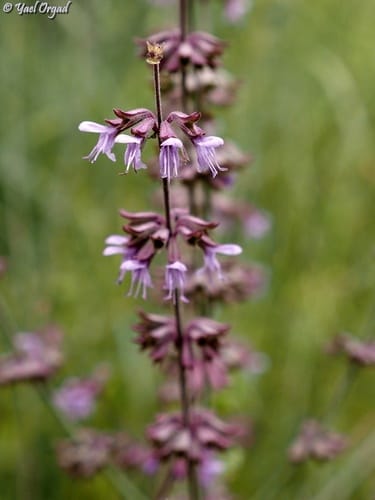 Salvia judaica (Clary) — photo