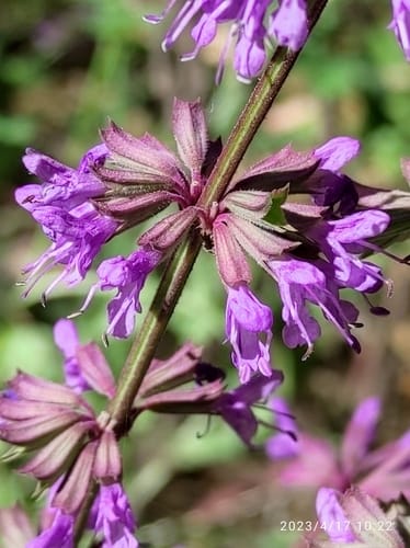 Salvia judaica (Clary) — photo