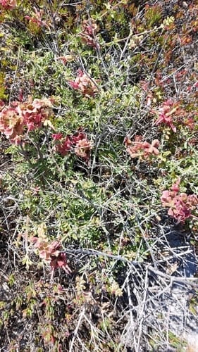 Salvia lanceolata (Rusty sage) — photo