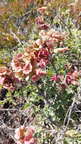 Salvia lanceolata (Rusty sage) — photo
