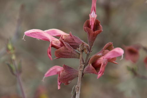 Salvia lanceolata