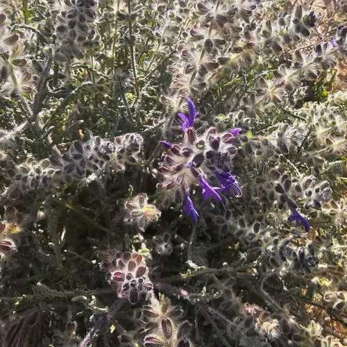 Salvia lanigera (Nu'aymih) — photo