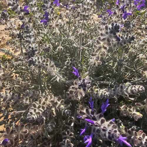 Salvia lanigera (Nu'aymih) — photo