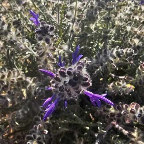 Salvia lanigera