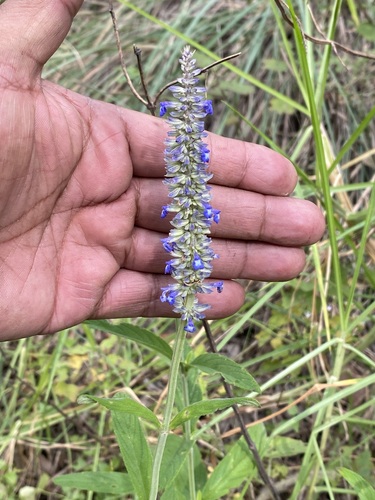 Salvia lavanduloides — photo
