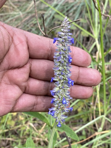 Salvia lavanduloides — photo