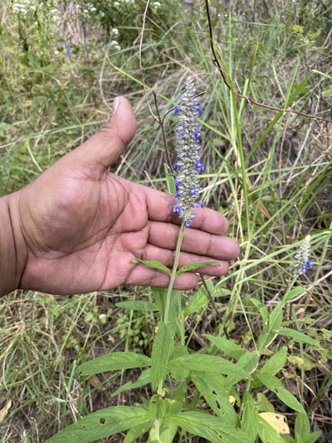 Salvia lavanduloides
