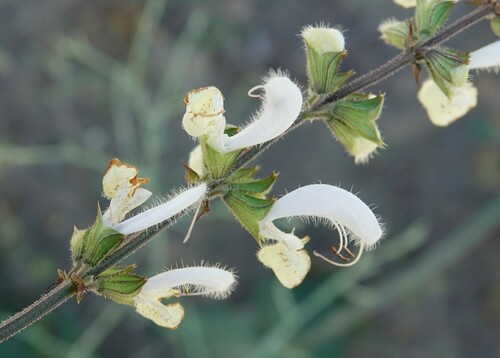 Salvia limbata
