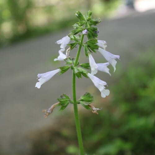 Salvia lyrata (Azure blue sage) — photo