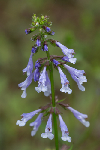 Salvia lyrata