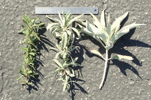 Salvia mellifera (Californian black sage) — photo