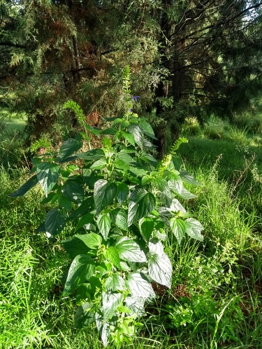 Salvia mexicana (Mexican sage) — photo