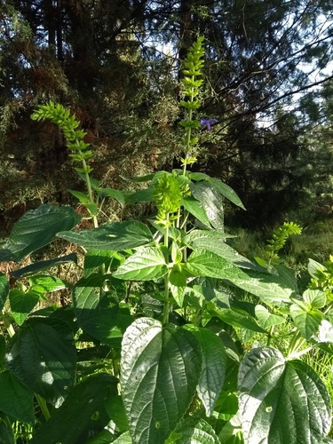 Salvia mexicana (Mexican sage) — photo