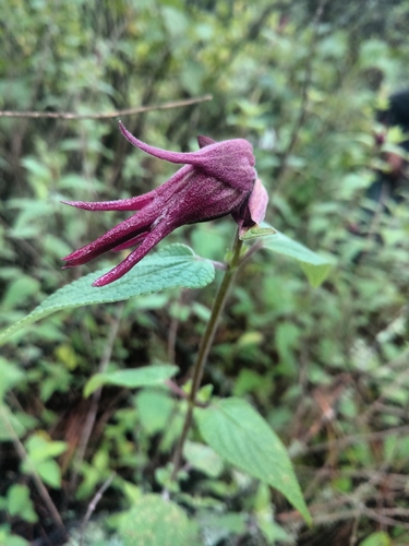 Salvia mexicana