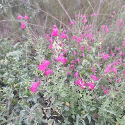 Salvia microphylla (Blackcurrant sage) — photo