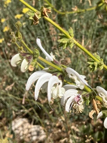 Salvia microstegia — photo