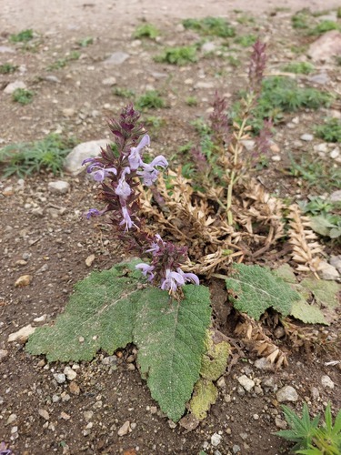 Salvia moorcroftiana