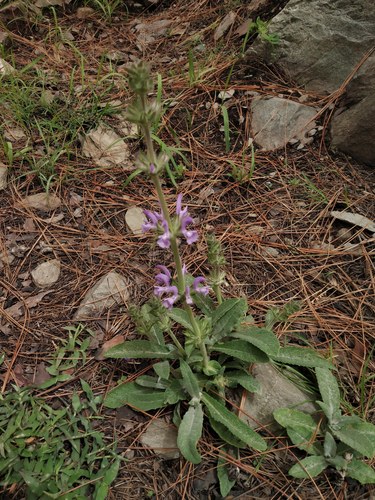 Salvia mukerjeei (Eastern Sage) — photo