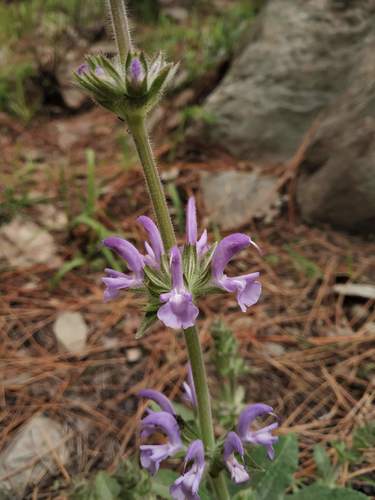 Salvia mukerjeei