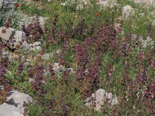Salvia multicaulis (Bardagawsh) — photo