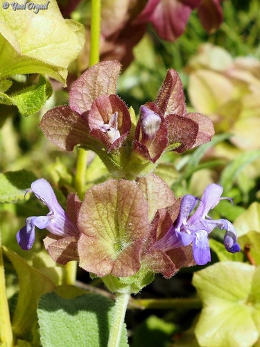 Salvia multicaulis