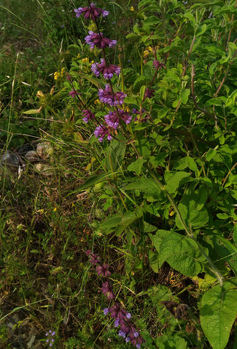 Salvia napifolia — photo