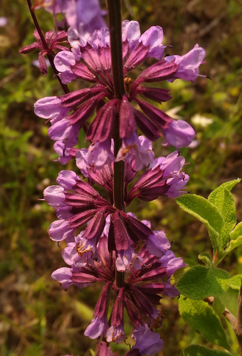 Salvia napifolia
