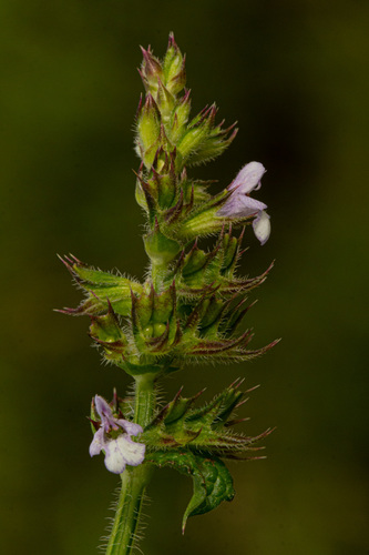 Salvia nilotica — photo