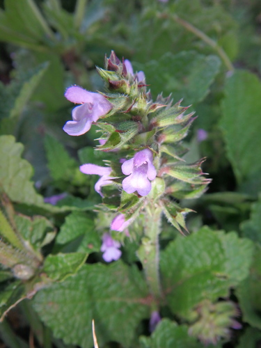 Salvia nilotica — photo