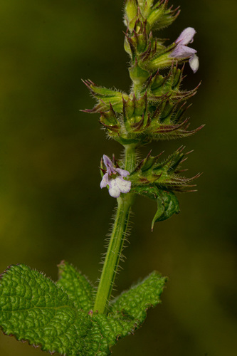 Salvia nilotica