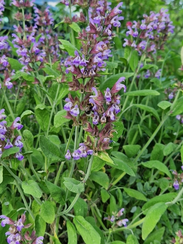Salvia officinalis (Sage) — photo