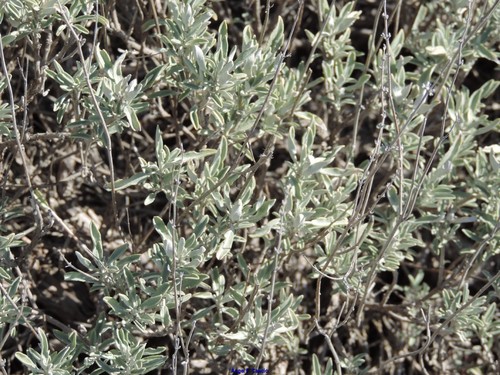 Salvia officinalis (Sage) — photo