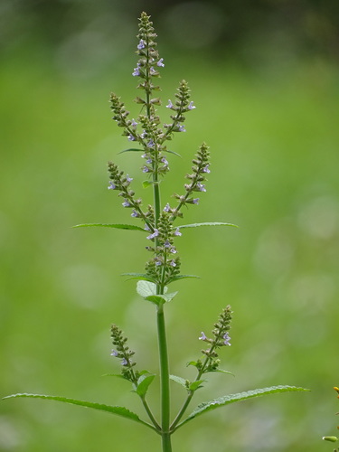 Salvia plebeia — photo