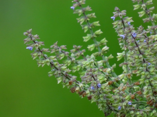 Salvia plebeia — photo