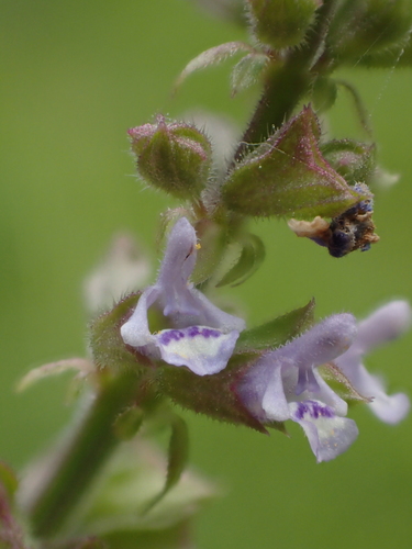 Salvia plebeia